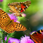 无感知更新的DDOS攻击器